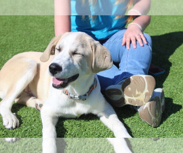 Medium Photo #4 Anatolian Shepherd-Unknown Mix Puppy For Sale in Chestertown, MD, USA