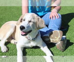 Small #3 Anatolian Shepherd Mix