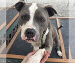 Small #2 American Staffordshire Terrier Mix
