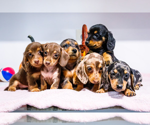 Dachshund Puppy for sale in WAKARUSA, IN, USA