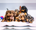 Litter of 6 - Male(s) and Female(s) DachshundLitter of Puppies for Sale - Small photo
