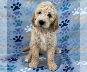 Goldendoodle-Poodle (Standard) Mix Puppy for sale in CHARITON, IA, USA