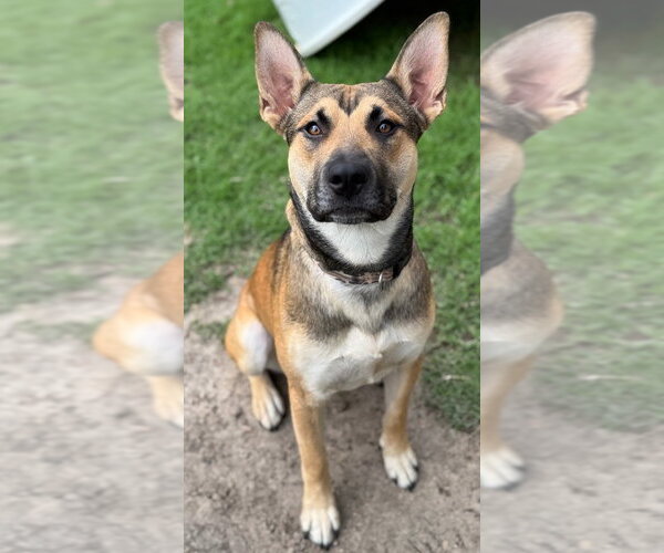 Medium Photo #1 German Shepherd Dog Puppy For Sale in Great Bend, KS, USA