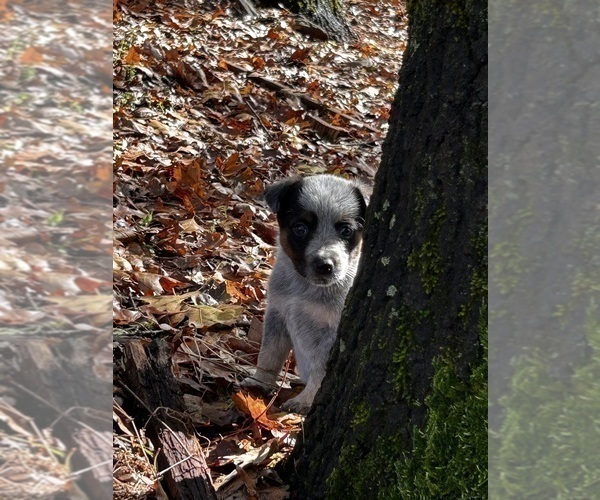Medium Photo #3 Australian Cattle Dog Puppy For Sale in OREGON HOUSE, CA, USA