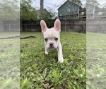 Small #2 French Bulldog