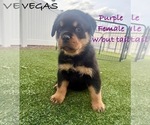 Puppy Purple Rottweiler