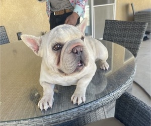 Mother of the French Bulldog puppies born on 11/24/2024