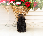 Small #3 Cocker Spaniel-Poodle (Miniature) Mix