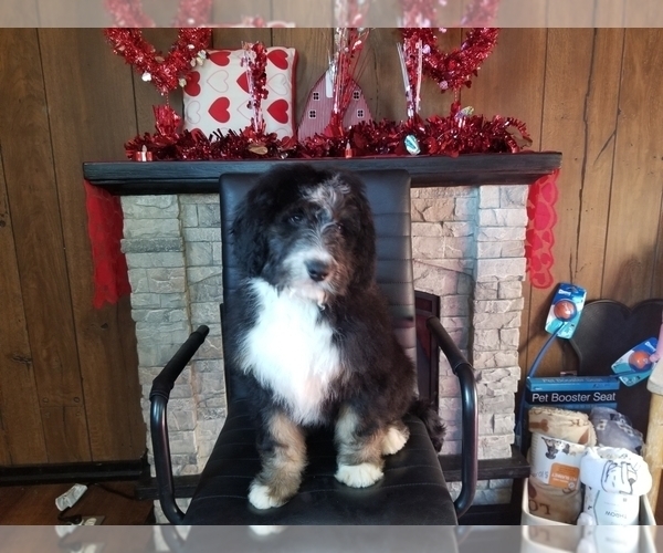 Medium Photo #8 Bernedoodle Puppy For Sale in COLORADO SPRINGS, CO, USA