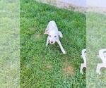 Small #2 Mutt