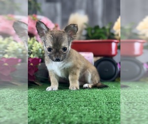 Chihuahua Puppy for sale in CANOGA, NY, USA