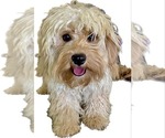 Small Photo #1 Cavapoo (Miniature) Puppy For Sale in WAUSEON, OH, USA