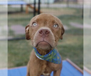 American Staffordshire Terrier-Unknown Mix Dogs for adoption in San Antonio, TX, USA