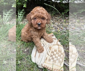 Cockapoo (Miniature) Puppy for sale in MIDDLEBURY, IN, USA