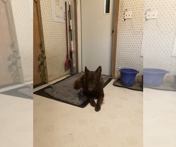 Medium Photo #1 German Shepherd Dog Puppy For Sale in FORT COLLINS, CO, USA