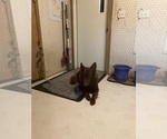 Small Photo #1 German Shepherd Dog Puppy For Sale in FORT COLLINS, CO, USA