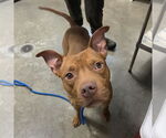 Small American Pit Bull Terrier