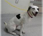 Small Labrador Retriever