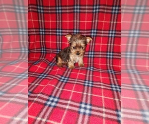 Yorkshire Terrier Puppy for sale in LAPEER, MI, USA