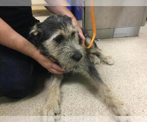 Mutt Dogs for adoption in Riverside, CA, USA