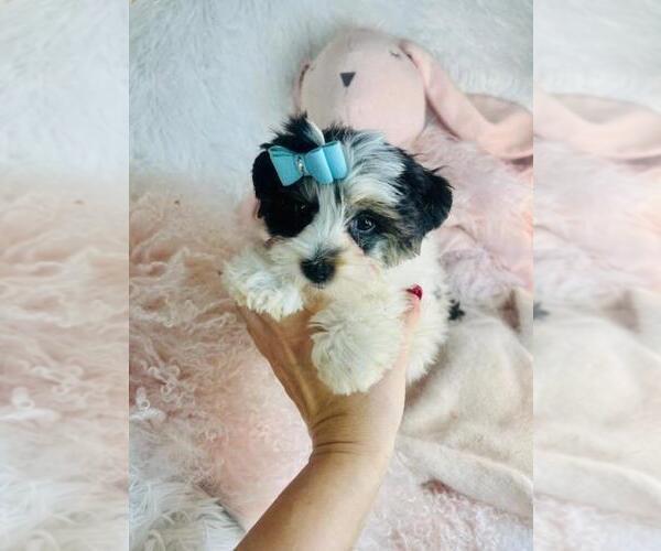 Medium Photo #2 Yorkshire Terrier Puppy For Sale in PEMBROKE PINES, FL, USA