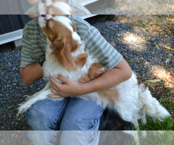 Medium Photo #1 Cavalier King Charles Spaniel Puppy For Sale in GREENWOOD, WI, USA