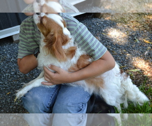 Mother of the Cavalier King Charles Spaniel puppies born on 07/13/2025