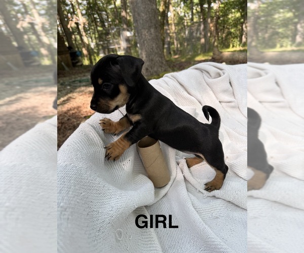 Medium Photo #2 Doxie-Pin Puppy For Sale in NEW FLORENCE, MO, USA