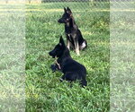 Small #3 German Shepherd Dog Mix