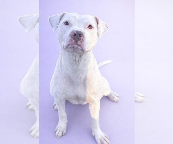 Medium Photo #5 Mutt Puppy For Sale in Rockville, MD, USA