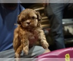 Small #1 Shih Tzu