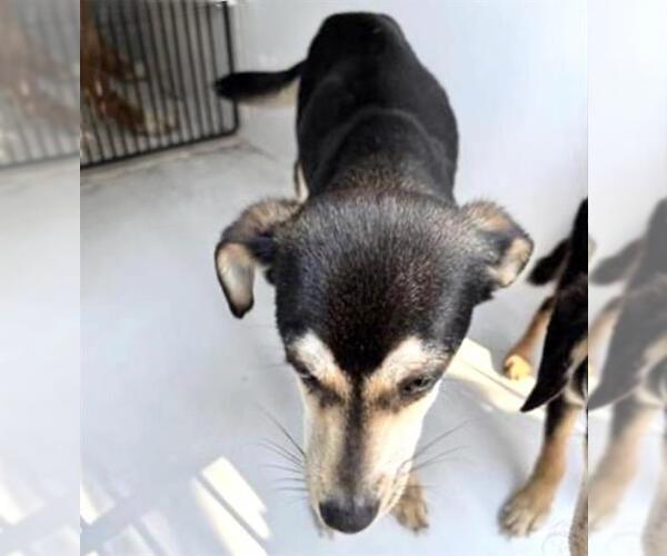 Medium Photo #1 Chihuahua-Unknown Mix Puppy For Sale in Houston, TX, USA