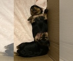 Small Photo #13 Yorkshire Terrier Puppy For Sale in FONTANA, CA, USA