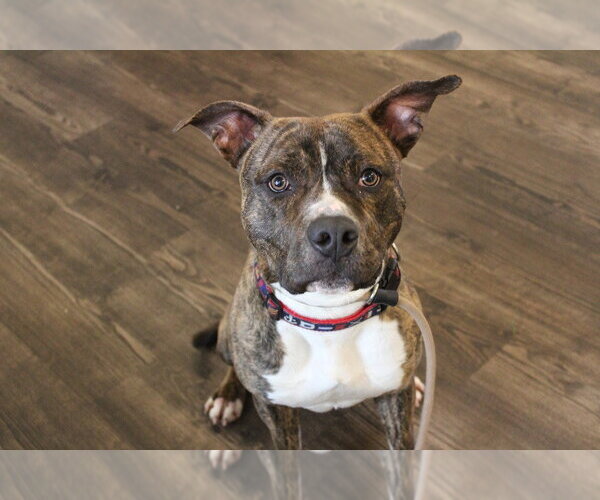 Medium Photo #18 Mutt Puppy For Sale in Chestertown, MD, USA