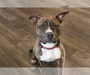 Hulk - Male Mutt Dog for Adoption - Photo #18