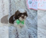 Small Photo #1 ShihPoo Puppy For Sale in INDIANAPOLIS, IN, USA