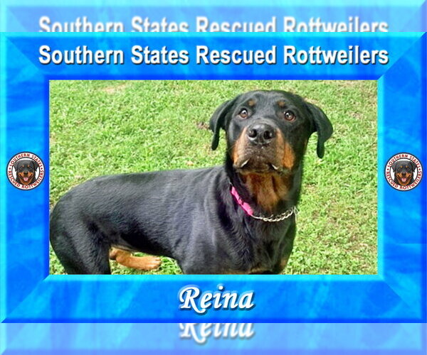 Medium Photo #3 Rottweiler-Unknown Mix Puppy For Sale in White Hall, AR, USA