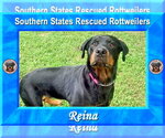 Small #2 Rottweiler Mix