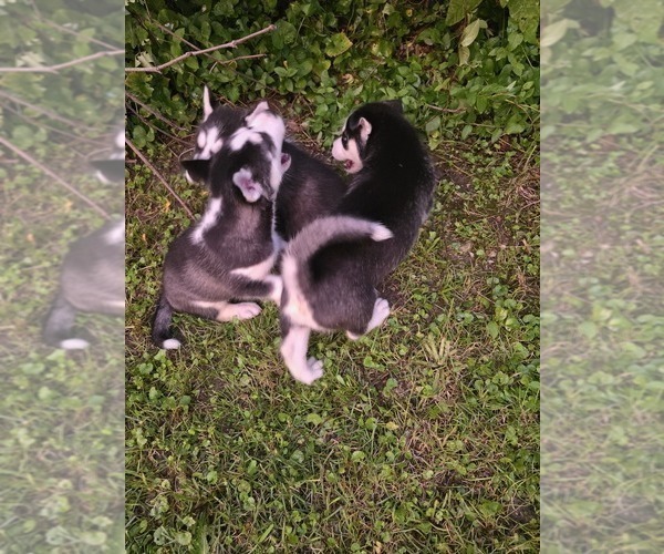 Medium Photo #77 Siberian Husky Puppy For Sale in ALTON, IL, USA
