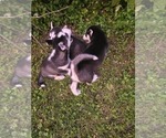 Small #2 Siberian Husky
