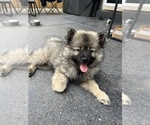 Puppy Magnum Keeshond