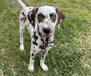 Dalmatian Puppy for sale in KISSIMMEE, FL, USA