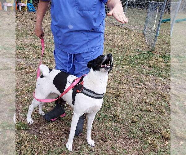 Medium Photo #3 Canaan Dog-Pointer Mix Puppy For Sale in Anniston, AL, USA