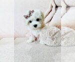 Cute maltese - Female Maltese Puppy for Sale - Photo #18