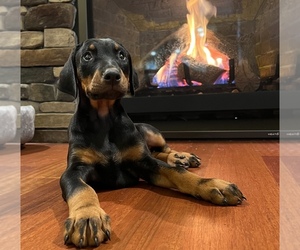 Doberman Pinscher Puppy for sale in NOBLESVILLE, IN, USA