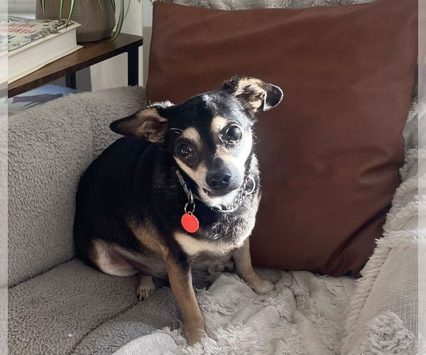 Medium Photo #1 Chihuahua-Unknown Mix Puppy For Sale in Bellingham, WA, USA