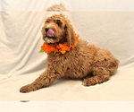 Small Photo #9 Goldendoodle Puppy For Sale in PRESCOTT VALLEY, AZ, USA