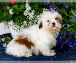 Puppy Jezebel Shih Tzu