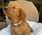 Puppy Gray Goldendoodle (Miniature)