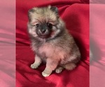 Small Photo #4 Pomeranian Puppy For Sale in DENVER, CO, USA